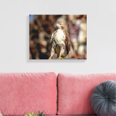 Onvolgroeide Rode Tailed Hawk Canvas Afdruk (Insitu (Woonkamer))