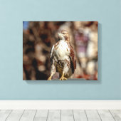 Onvolgroeide Rode Tailed Hawk Canvas Afdruk (Insitu (Houten vloer))