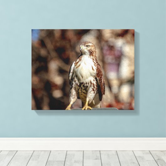 Onvolgroeide Rode Tailed Hawk Canvas Afdruk (Insitu (Houten vloer))