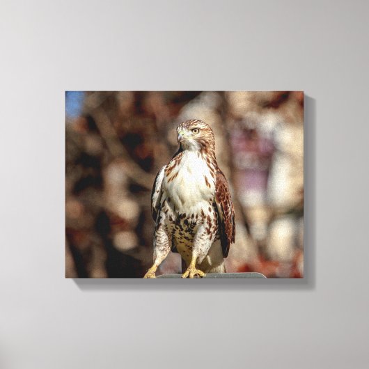 Onvolgroeide Rode Tailed Hawk Canvas Afdruk (Voorkant)
