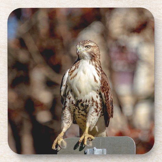 Onvolgroeide Rode Tailed Hawk Drankjes Onderzetter (Voorkant)