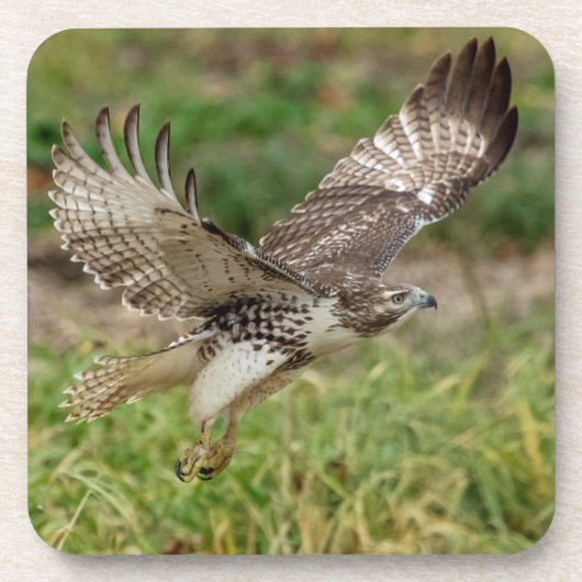 Onvolgroeide Rode Tailed Hawk Drankjes Onderzetter (Voorkant)