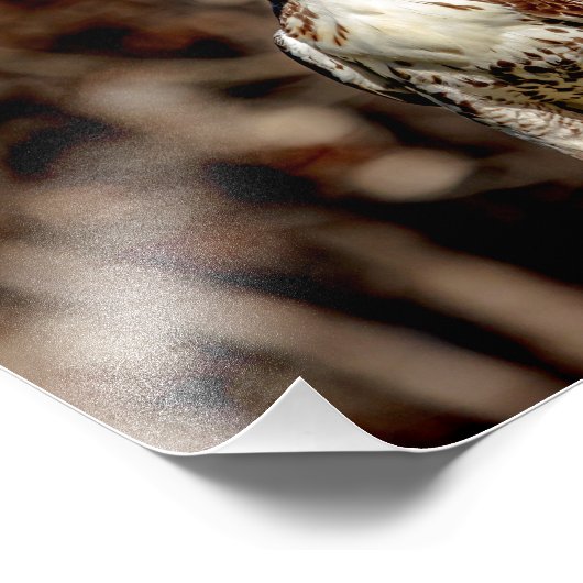 Onvolgroeide Rode Tailed Hawk Foto Afdruk (Hoek)