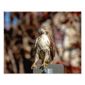 Onvolgroeide Rode Tailed Hawk Foto Afdruk (Voorkant)