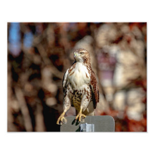 Onvolgroeide Rode Tailed Hawk Foto Afdruk