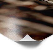 Onvolgroeide Rode Tailed Hawk Foto Afdruk (Hoek)