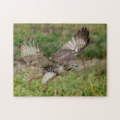 Onvolgroeide Rode Tailed Hawk Legpuzzel (Horizontaal)