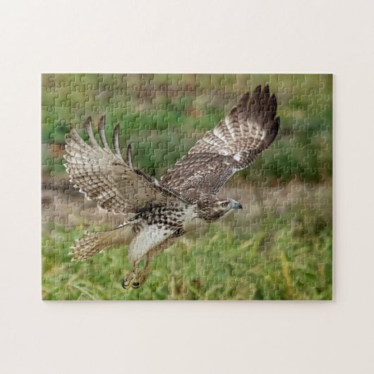 Onvolgroeide Rode Tailed Hawk Legpuzzel (Horizontaal)