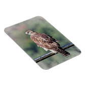 Onvolgroeide Rode Tailed Hawk Magneet (Rechterzijde)