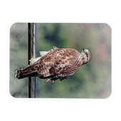 Onvolgroeide Rode Tailed Hawk Magneet (Horizontaal)