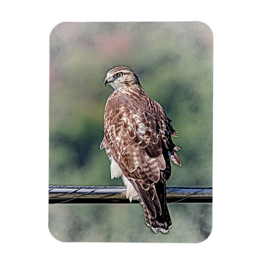 Onvolgroeide Rode Tailed Hawk Magneet (Verticaal)