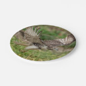 Onvolgroeide Rode Tailed Hawk Papieren Bordje (Gekanteld)