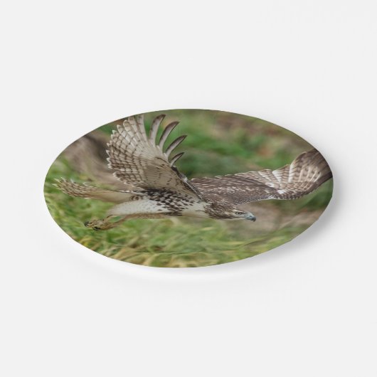 Onvolgroeide Rode Tailed Hawk Papieren Bordje (Gekanteld)