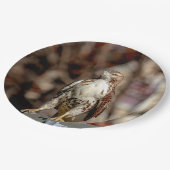 Onvolgroeide Rode Tailed Hawk Papieren Bordje (Gekanteld)