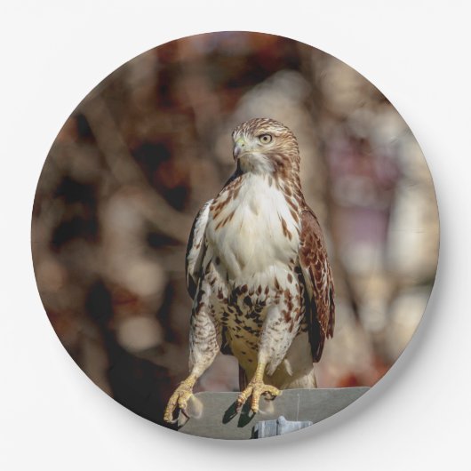 Onvolgroeide Rode Tailed Hawk Papieren Bordje (Voorkant)