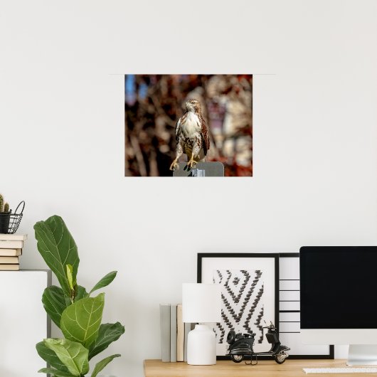 Onvolgroeide Rode Tailed Hawk Poster (Thuiskantoor)