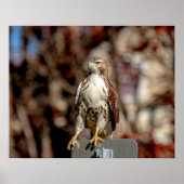 Onvolgroeide Rode Tailed Hawk Poster (Voorkant)