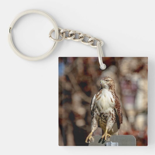 Onvolgroeide Rode Tailed Hawk Sleutelhanger (Voorkant)