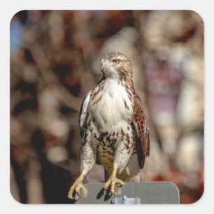 Onvolgroeide Rode Tailed Hawk Vierkante Sticker