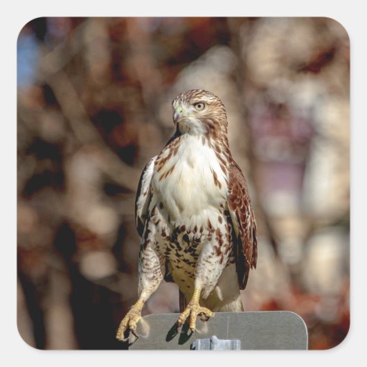 Onvolgroeide Rode Tailed Hawk Vierkante Sticker (Voorkant)