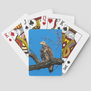 Onvolwassen Amerikaanse zeearend in Peekskill, NY Pokerkaarten