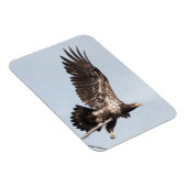 Onvolwassen kale adelaar tijdens de vlucht magneet (Rechterzijde)