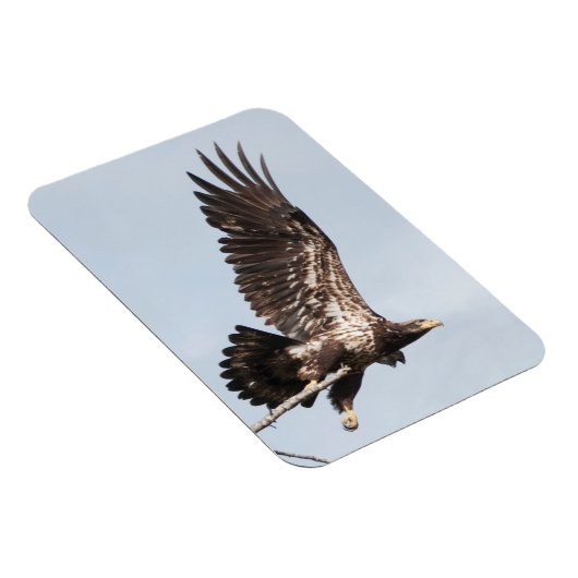 Onvolwassen kale adelaar tijdens de vlucht magneet (Rechterzijde)