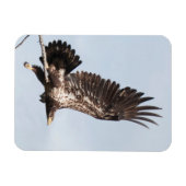 Onvolwassen kale adelaar tijdens de vlucht magneet (Horizontaal)