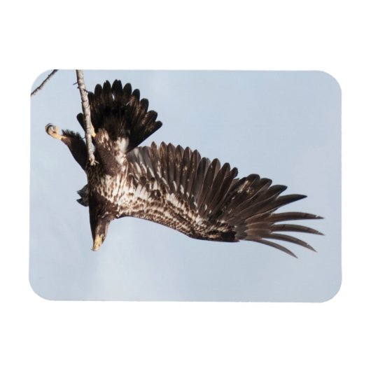 Onvolwassen kale adelaar tijdens de vlucht magneet (Horizontaal)