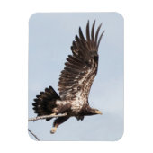 Onvolwassen kale adelaar tijdens de vlucht magneet (Verticaal)