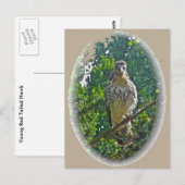 Onvolwassen Roodstaartbuizerd Coördineert Items Briefkaart (Voorkant / Achterkant)