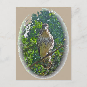 Onvolwassen Roodstaartbuizerd Coördineert Items Briefkaart