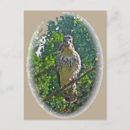Onvolwassen Roodstaartbuizerd Coördineert Items Briefkaart (Voorkant)