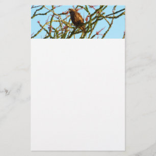 Onvolwassen Roodstaartbuizerd in Ocotillo struik Briefpapier