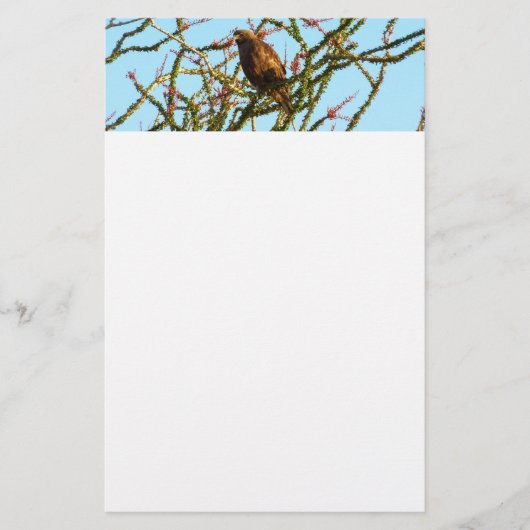 Onvolwassen Roodstaartbuizerd in Ocotillo struik Briefpapier (Voorkant)