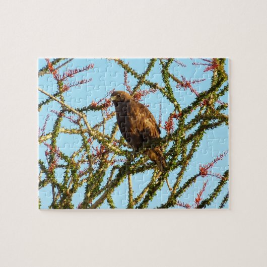 Onvolwassen Roodstaartbuizerd in Ocotillo struik Legpuzzel (Horizontaal)