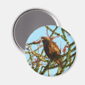 Onvolwassen Roodstaartbuizerd in Ocotillo struik Magneet (Voorkant / Achterkant)