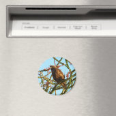 Onvolwassen Roodstaartbuizerd in Ocotillo struik Magneet (Insitu (Vaatwasser))