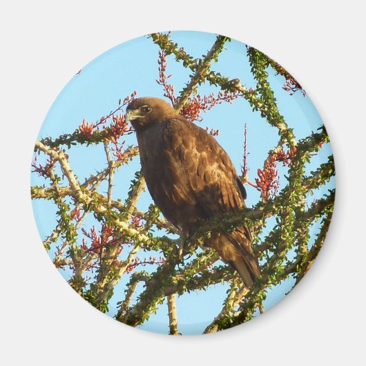 Onvolwassen Roodstaartbuizerd in Ocotillo struik Magneet (Voorkant)