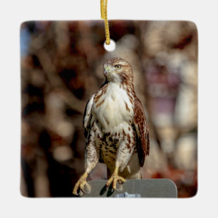 Onvolwassen Roodstaartbuizerd Keramisch Ornament