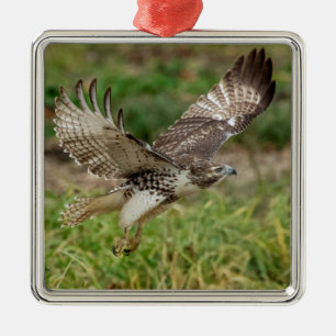 Onvolwassen Roodstaartbuizerd Metalen Ornament