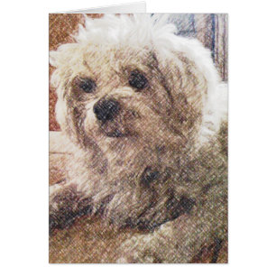 Onvoorwaardelijke liefde