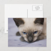 Onweerstaanbaar Blauw Briefkaart (Voorkant / Achterkant)