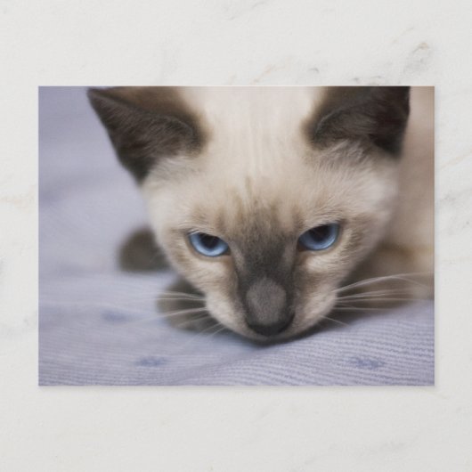 Onweerstaanbaar Blauw Briefkaart (Voorkant)