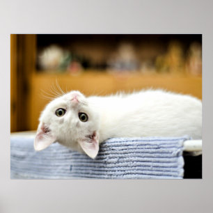 Onweerstaanbaar...knuffelbaar, lief katje poster
