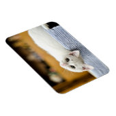 Onweerstaanbaar.knuffelbare en liefdevolle katje magneet (Rechterzijde)