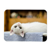 Onweerstaanbaar.knuffelbare en liefdevolle katje magneet (Horizontaal)