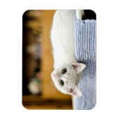 Onweerstaanbaar.knuffelbare en liefdevolle katje magneet (Verticaal)