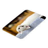 Onweerstaanbaar.knuffelbare en liefdevolle katje magneet (Linkerzijde)