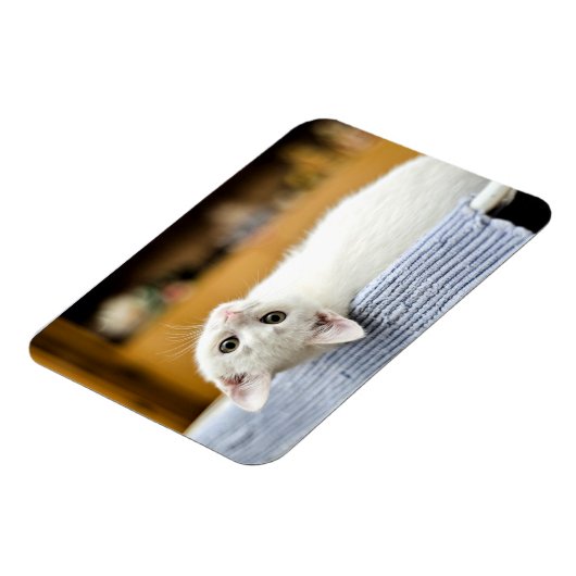 Onweerstaanbaar.knuffelbare en liefdevolle katje magneet (Linkerzijde)